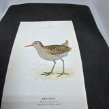 Naturalist plate old birds double-sided engraving work 1908 G. Denise