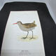 Planche naturaliste ancienne oiseaux gravure double face ouvrage 1908 G. Denise