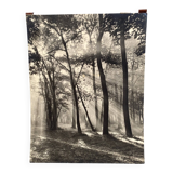 Film photograph by Bernard Darot, Morning in the Bois de Boulogne, Nantes Club