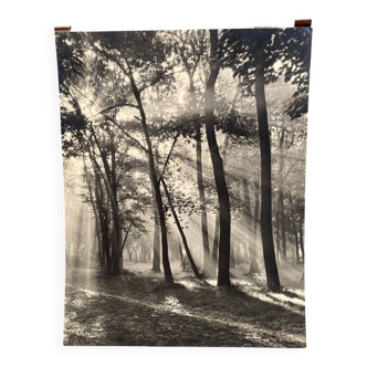 Film photograph by Bernard Darot, Morning in the Bois de Boulogne, Nantes Club