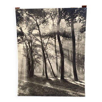 Film photograph by Bernard Darot, Morning in the Bois de Boulogne, Nantes Club