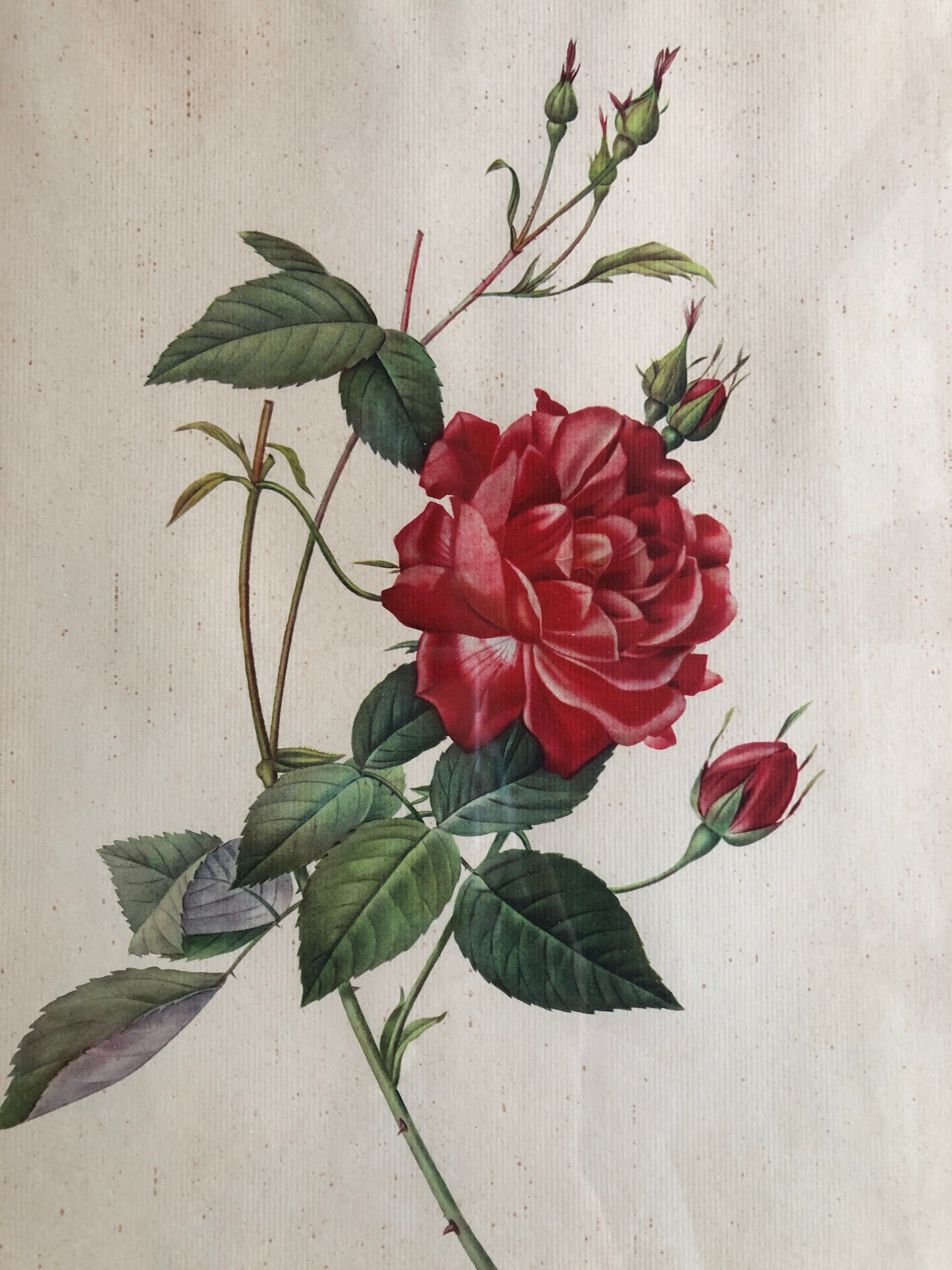 Botanical plank under glass Dreaded Bengal Rose