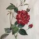 Botanical plank under glass Dreaded Bengal Rose