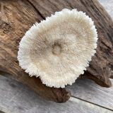 Vintage white coral