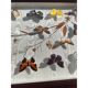 Lot de papillons exotique