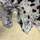 Norman cowhide ht 240 x 230