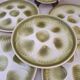 Shell plates Moulin des Loups Orchies