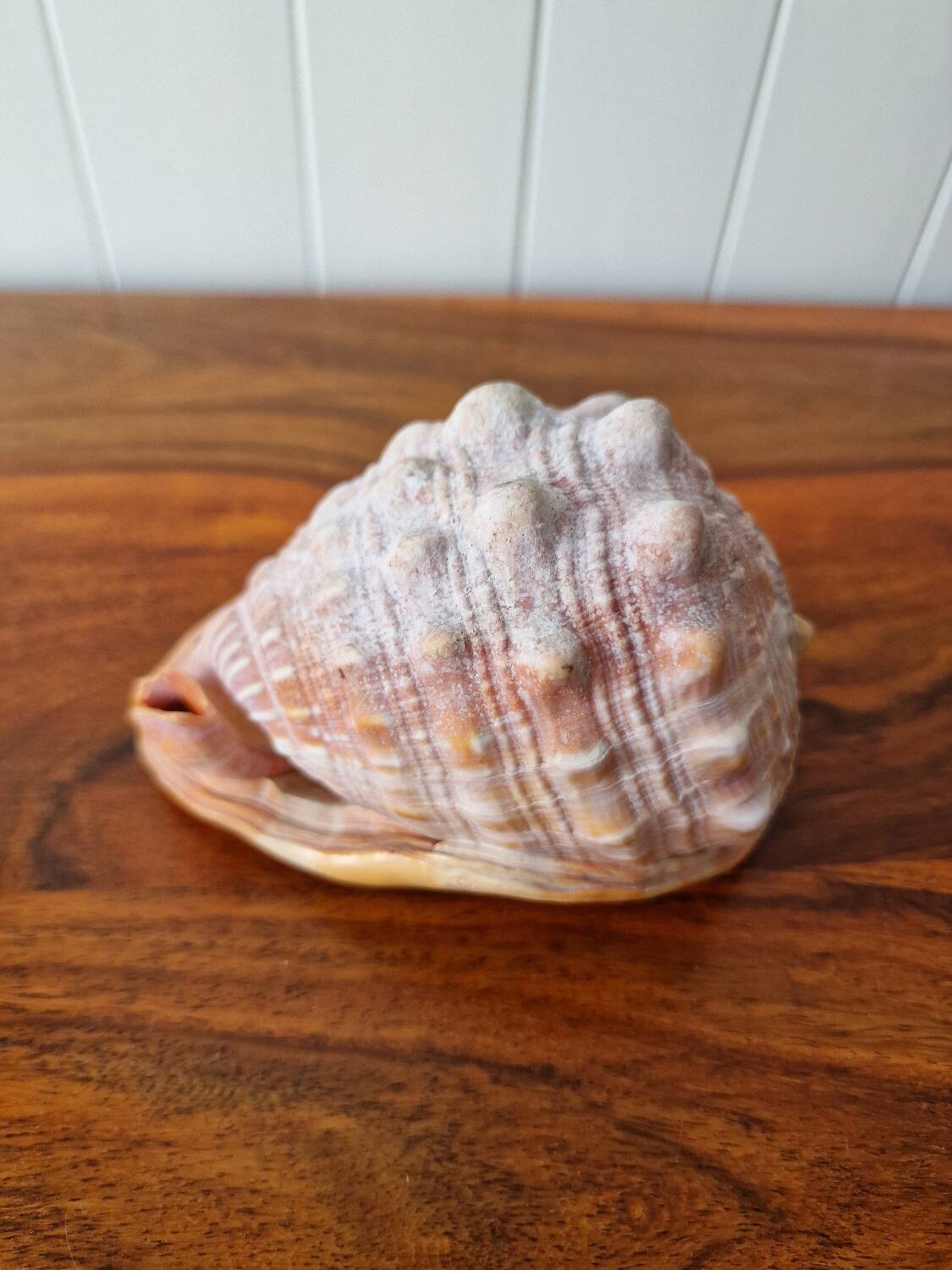 Blackcurrant Rufa shell 1970s