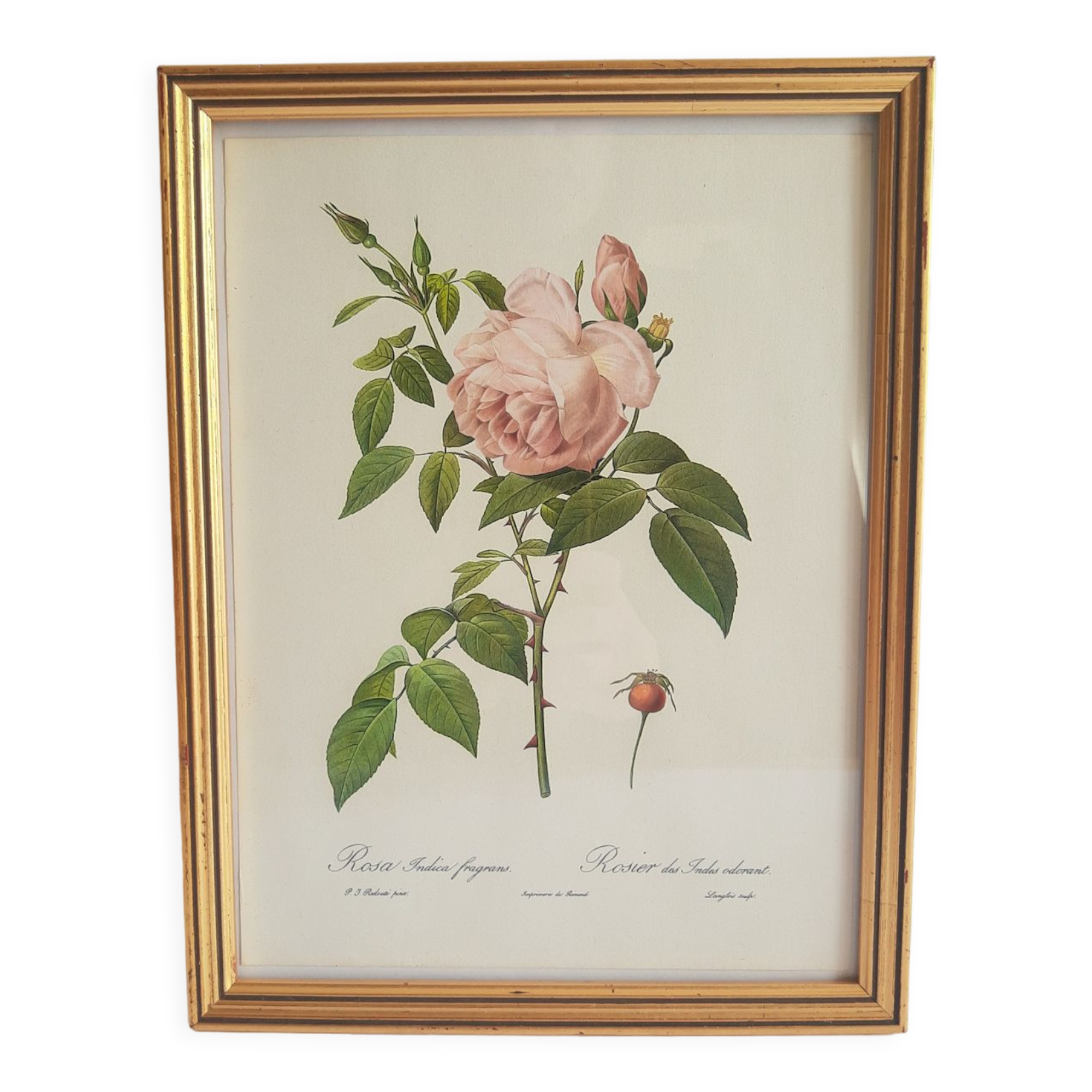Frame botanical reproduction P.J Dreaded Vintage fragrant Indian rose