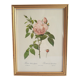 Frame botanical reproduction P.J Dreaded Vintage fragrant Indian rose