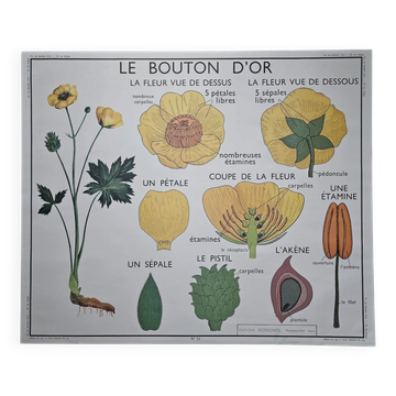 Large school poster The Buttercup and The Tulip Rossignol Editions