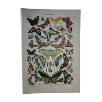 Lithographie gravure sur les papillons datant de 1905