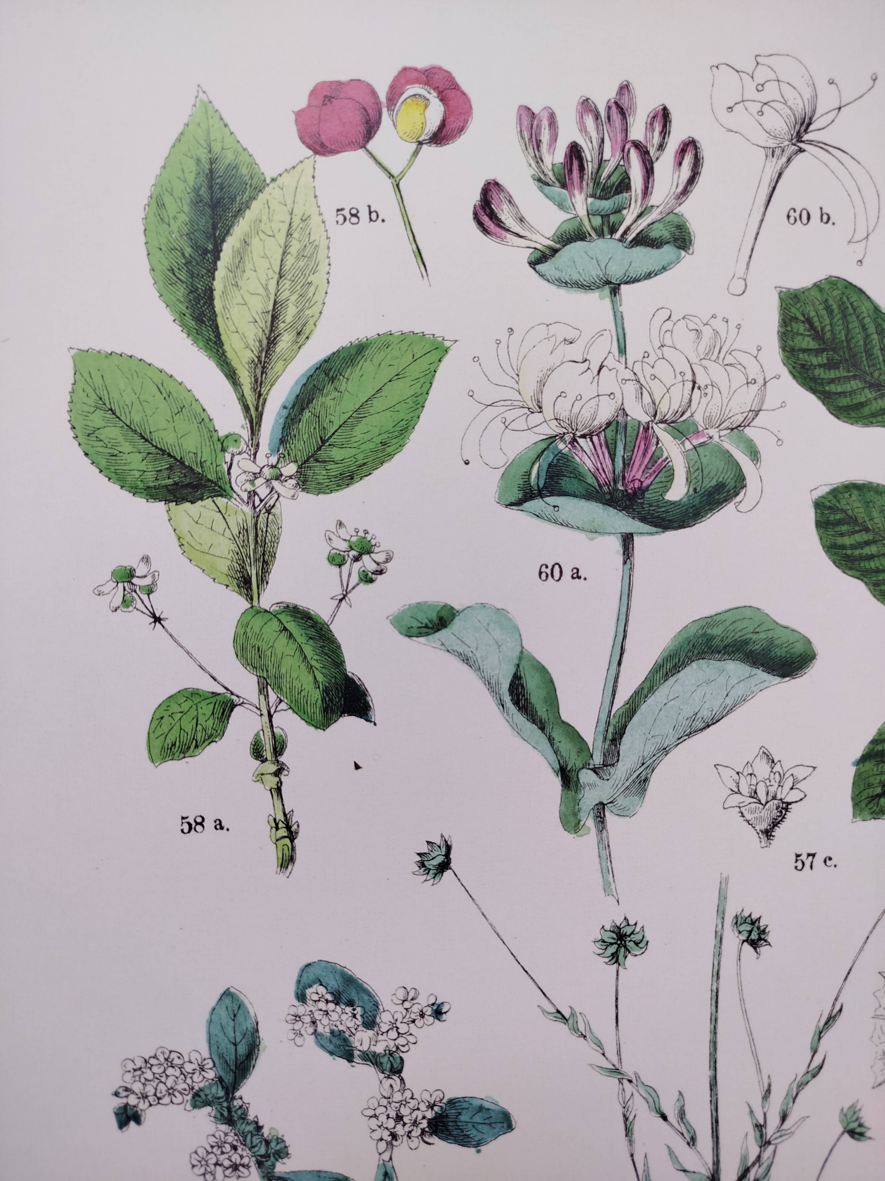 Plant poster based on an 1881 engraving "water chestnut"
