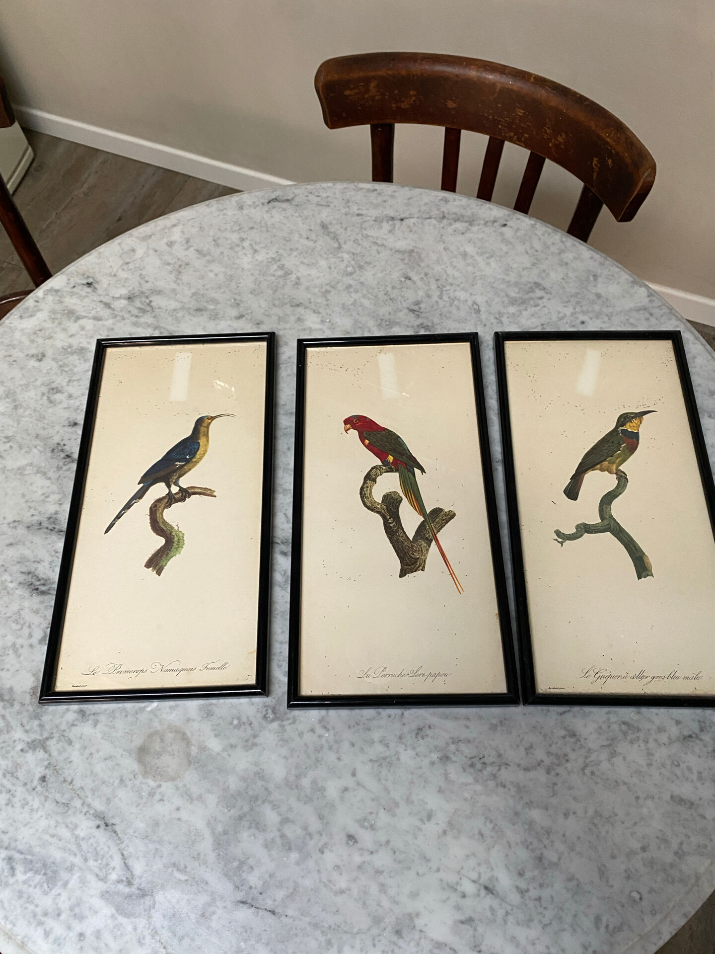 Vintage bird lithographs