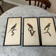 Vintage bird lithographs