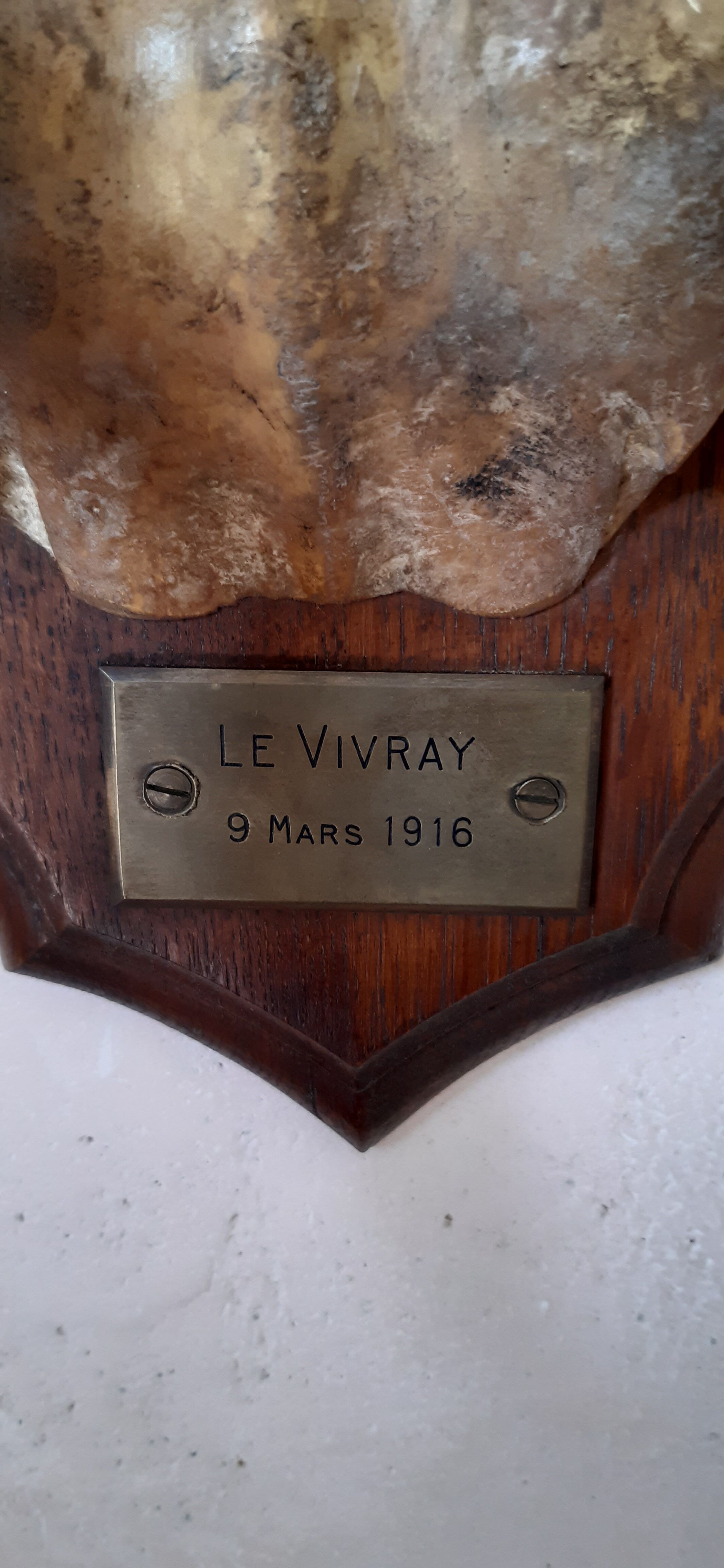 Hunting trophy 1916 by naturalist Deyrolle, Paris