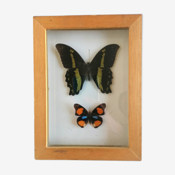 Taxidermy butterfly frame