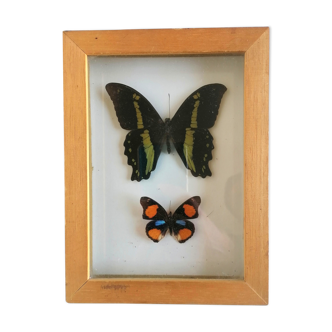 Taxidermy butterfly frame