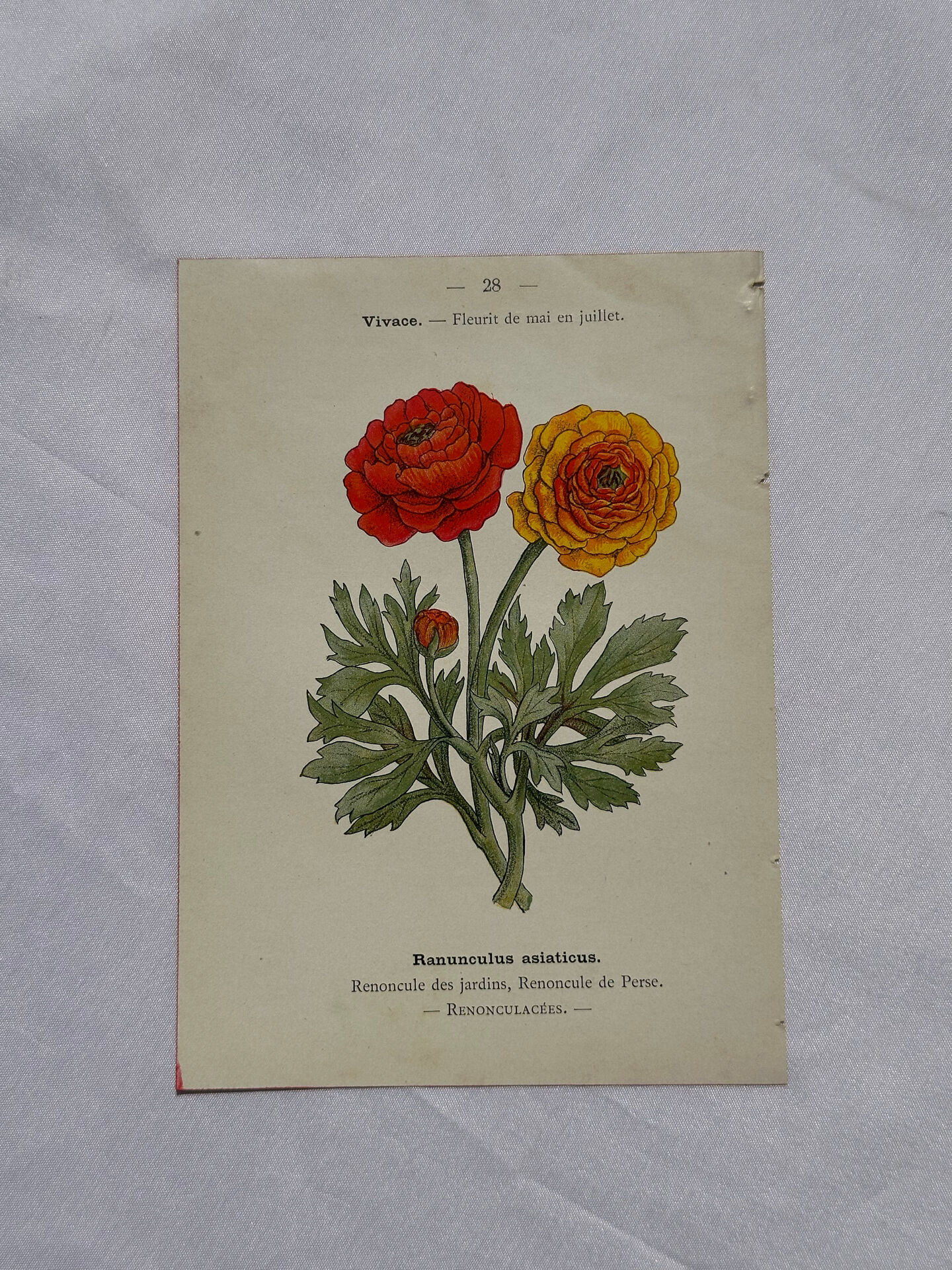 🌿 Botanical Plate Old Naturalist Engraving 19th Century Double-Sided A