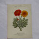 🌿 Botanical Plate Old Naturalist Engraving 19th Century Double-Sided A