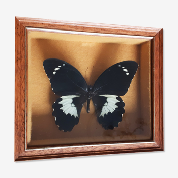 Papillon naturalisé Gambrisius sous verre