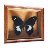 Naturalized butterfly Gambrisius under glass