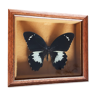 Naturalized butterfly Gambrisius under glass