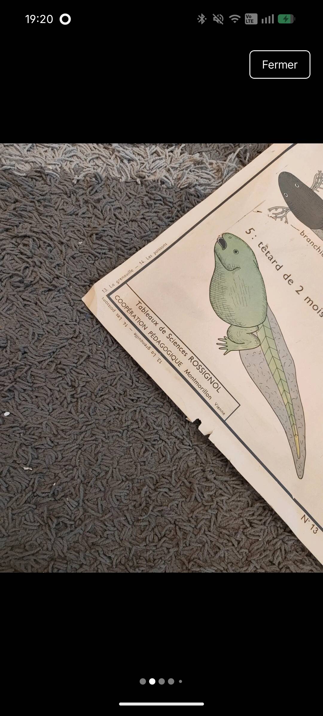 School poster the fish/the frog. Nightingales