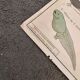 School poster the fish/the frog. Nightingales