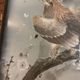 Japanese Sumi-e Painting Eagle Plum Blossom Japan Kakemono Kacho-ga