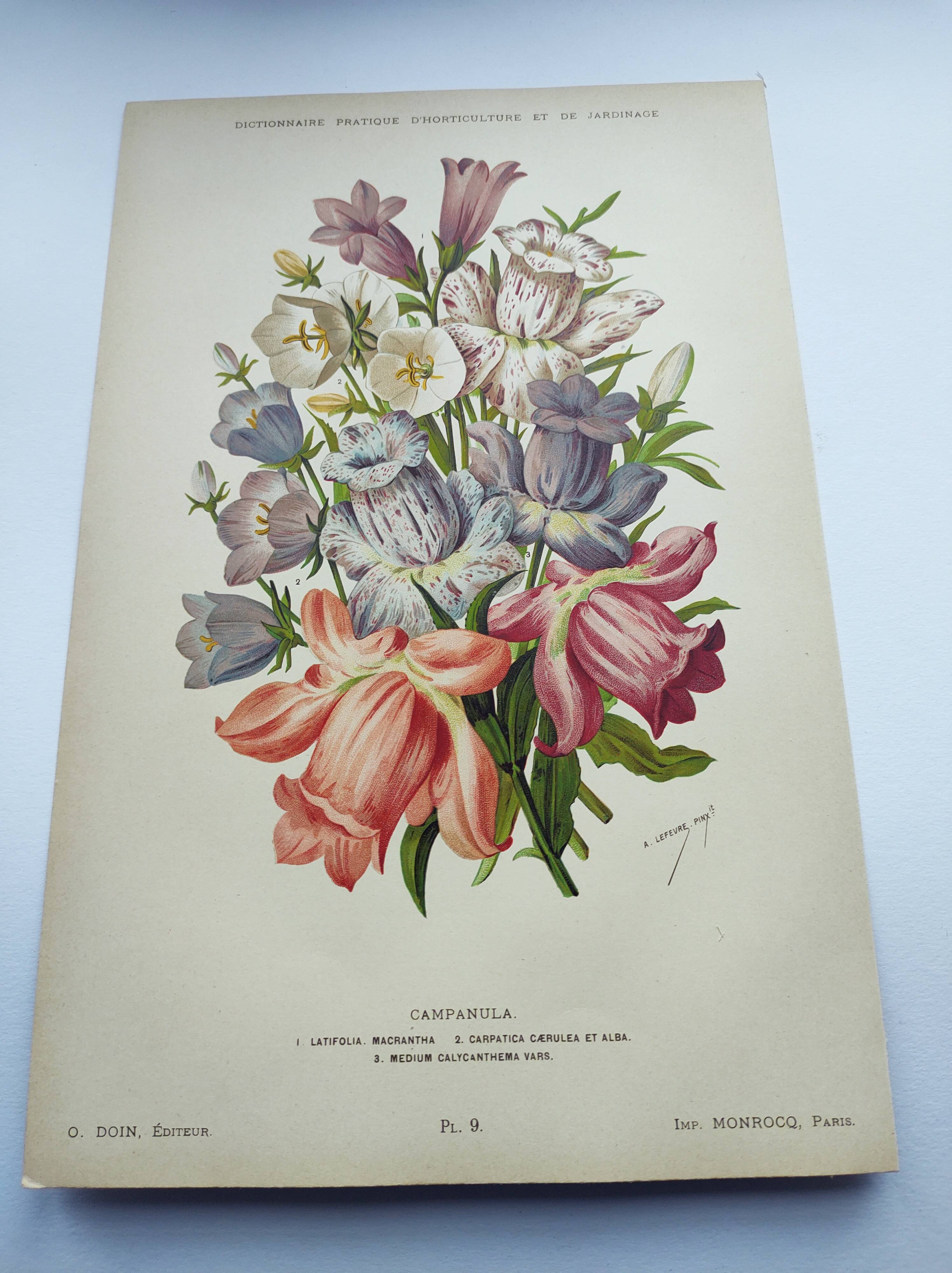 Lithographie botanique de 1897 - Campanule - Planche originale . Gravure ancienne florale de jardin
