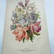 Lithographie botanique de 1897 - Campanule - Planche originale . Gravure ancienne florale de jardin