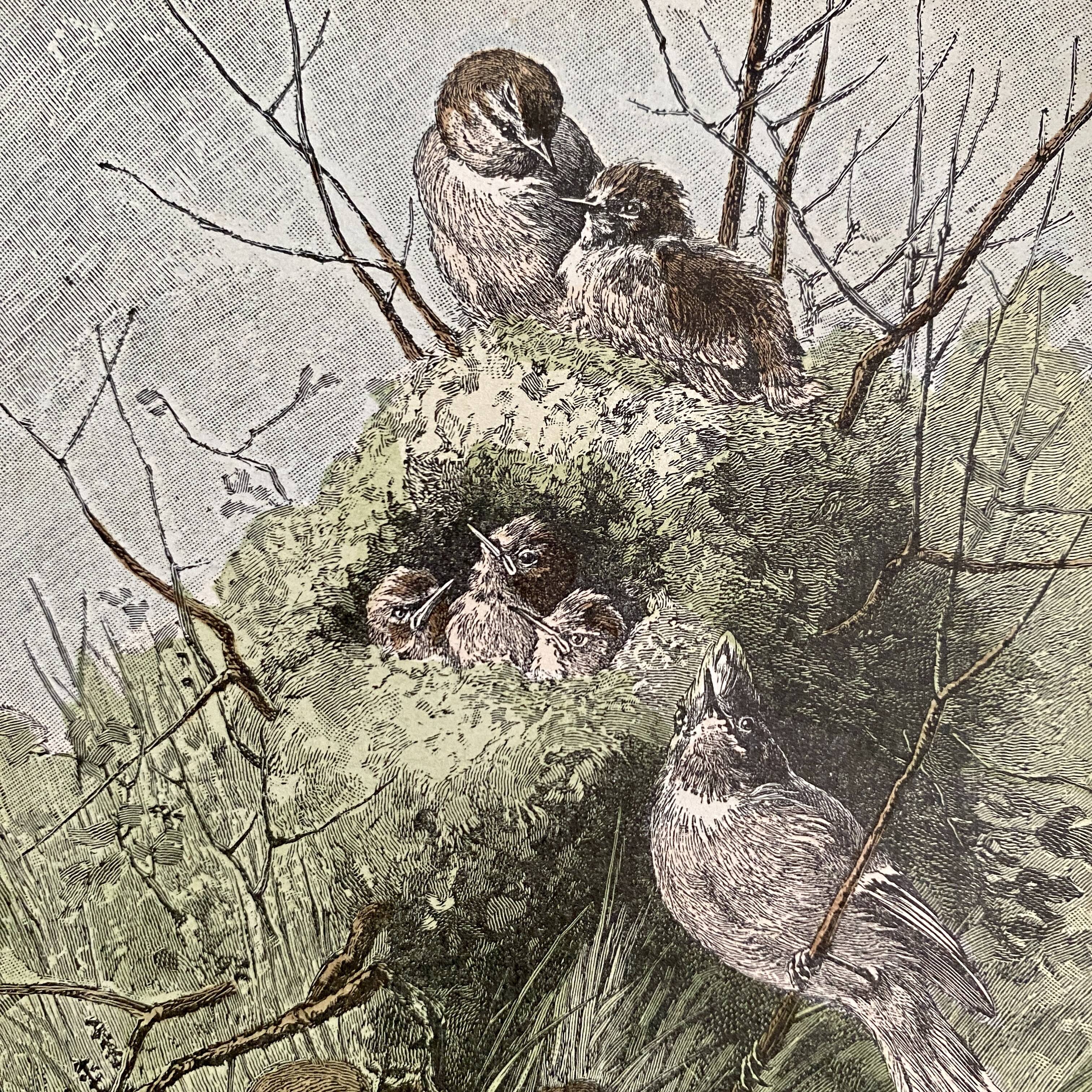 Old bird engraving - Giacomelli and Huyot - LE ROITELET