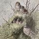 Old bird engraving - Giacomelli and Huyot - LE ROITELET