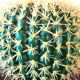 Cactus vintage fiber optic lamp 70s - 80s