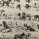 Lithographie gravure sur les chiens - 1900