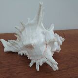 Giant natural decorative shell