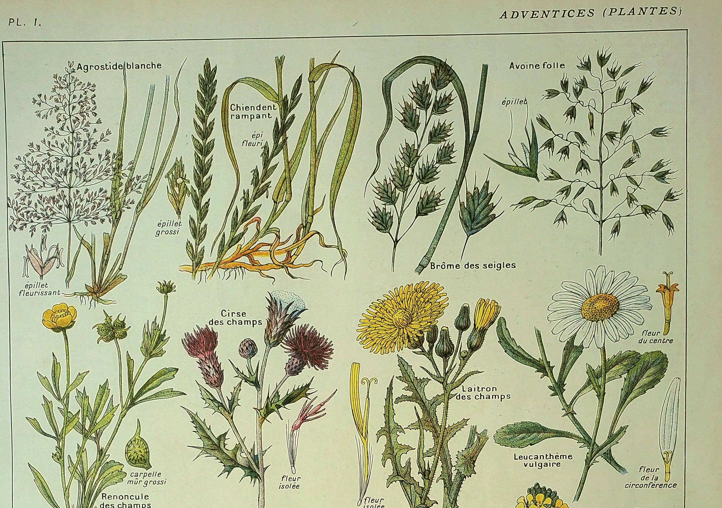 Botanical plate 1921 M. Dessertenne - Weeds