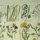 Planche botanique 1921 M. Dessertenne - Adventices