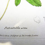 Botanical engraving, Potentilla alba, Sowerby, 1808, 22 x 13 cm