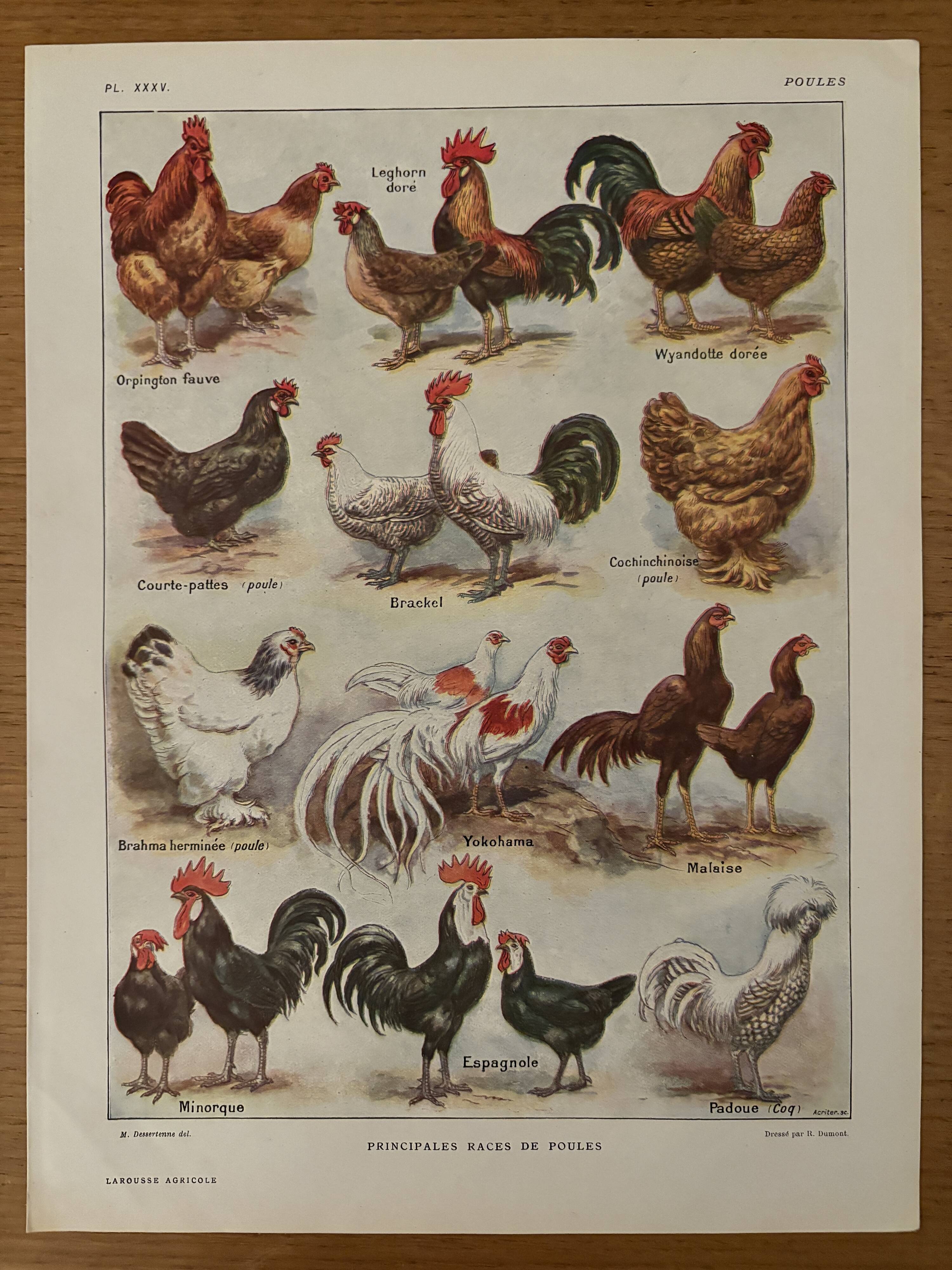 Antique illustrated plate depicting hens - 1920