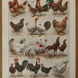 Antique illustrated plate depicting hens - 1920