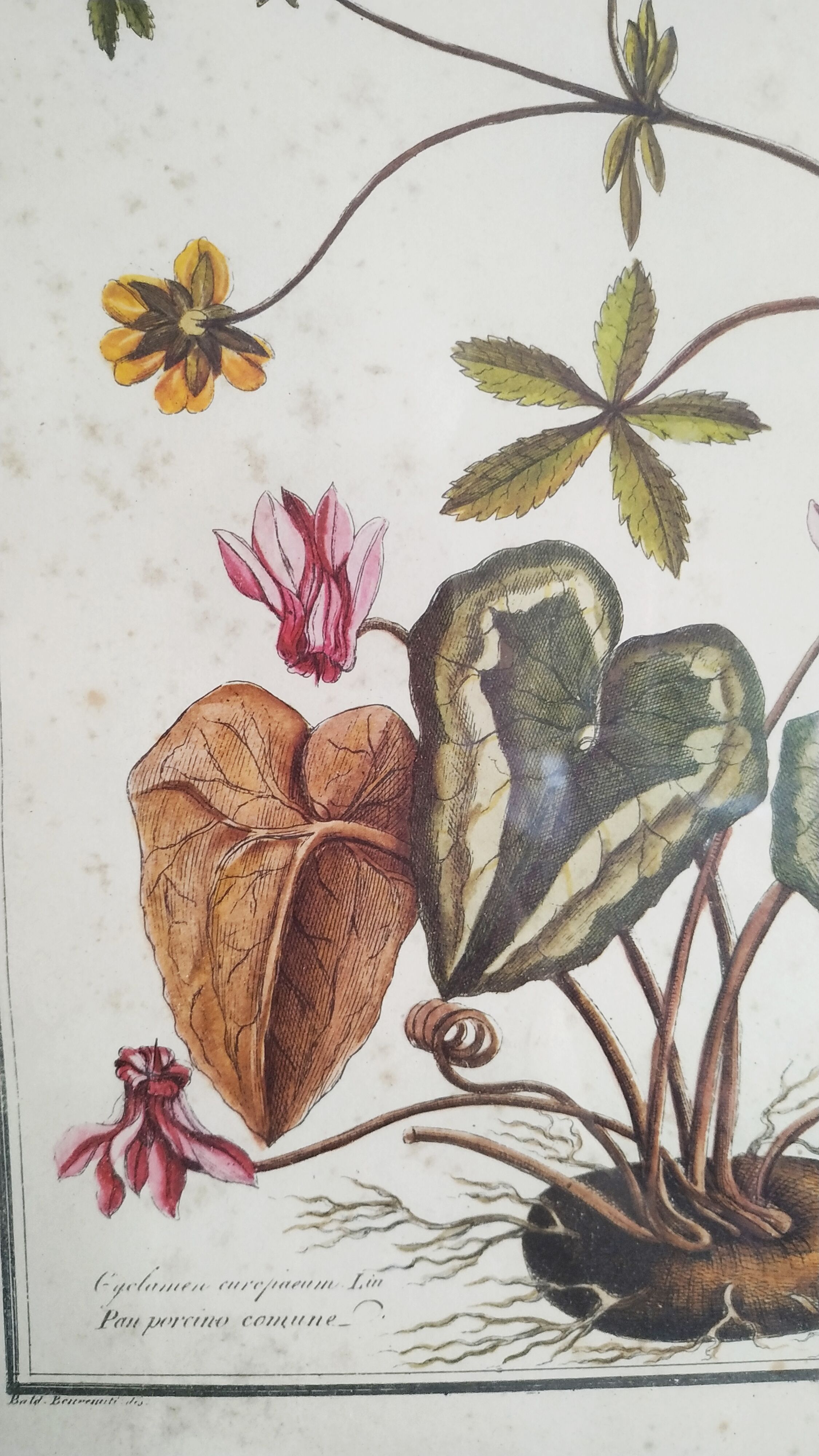 Lithographic botanical board frame