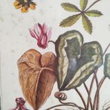 Lithographic botanical board frame