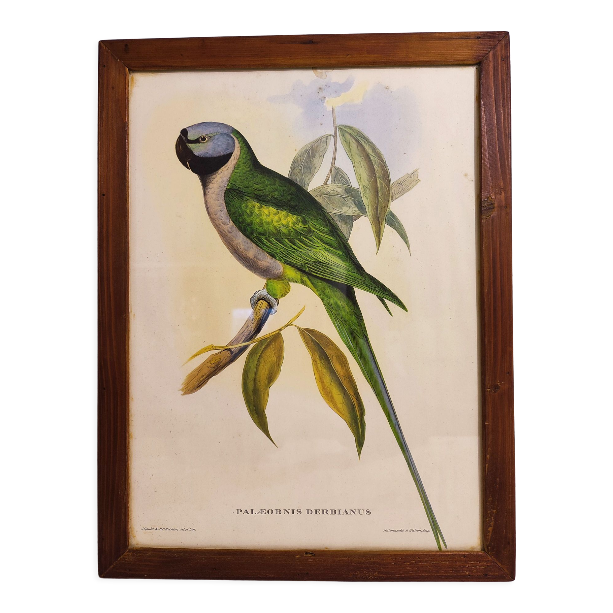 Gould lithograph enhanced Main Palaeornis Derbianus