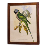 Gould lithograph enhanced Main Palaeornis Derbianus