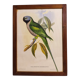 Gould lithograph enhanced Main Palaeornis Derbianus