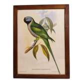 Gould lithograph enhanced Main Palaeornis Derbianus
