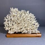 White coral