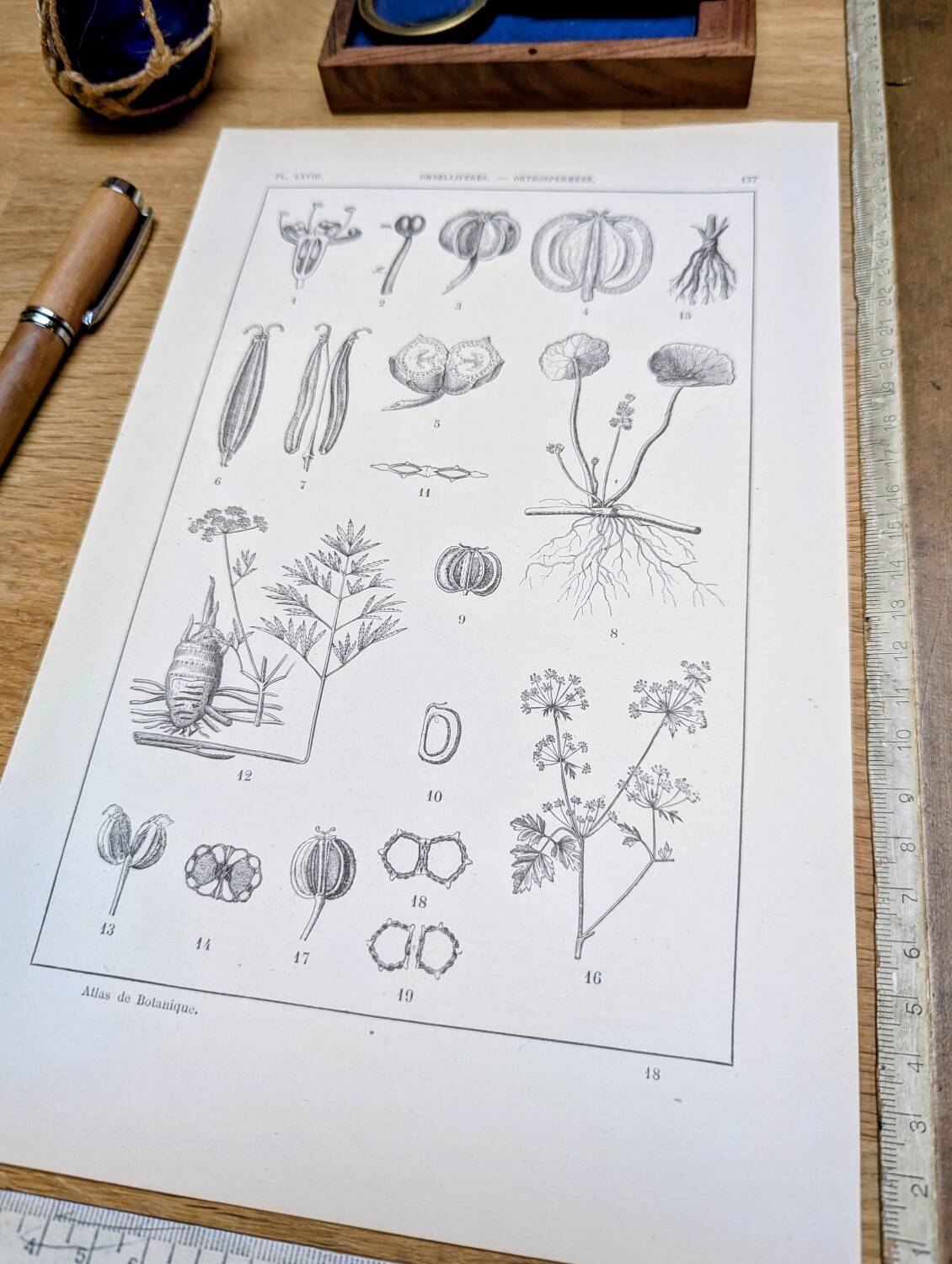 Imprimée en 1889, ombellifères et Cie. Planche botanique ancienne.